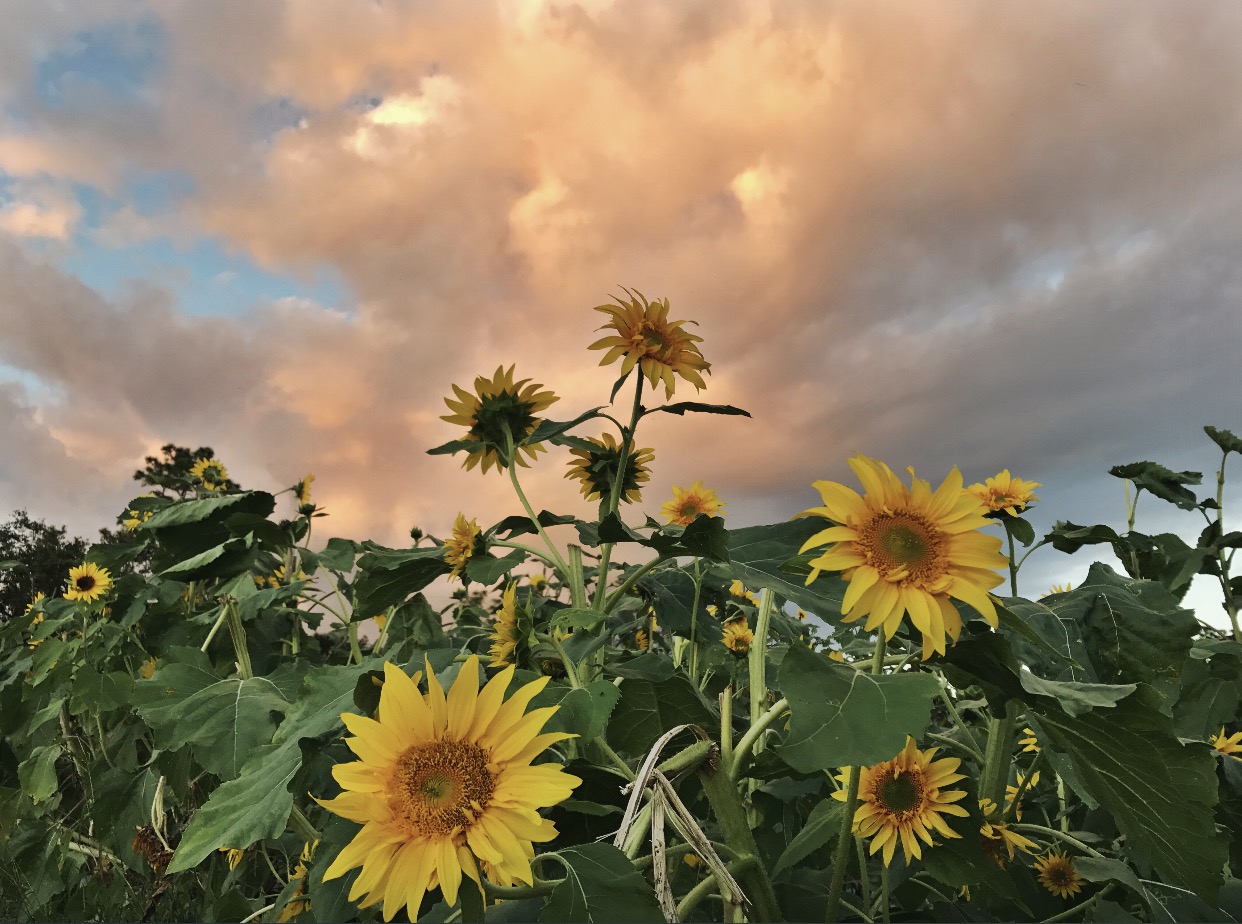 Sunflower field
